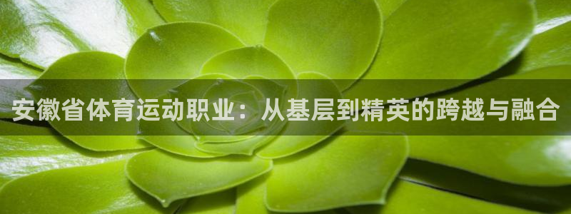 安徽省体育运动职业：从基层到精英的跨越与融合