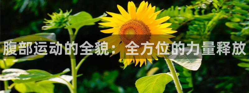 腹部运动的全貌：全方位的力量释放